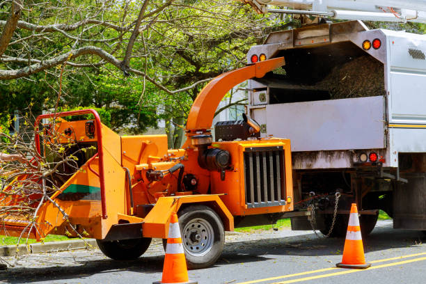 Professional Tree Removal in Belle Plaine, IA