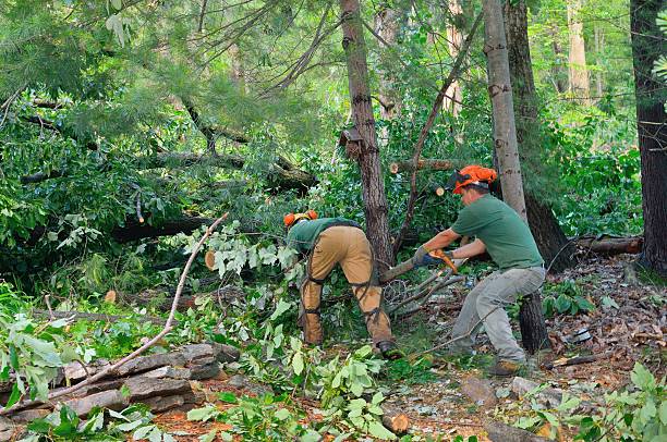 Tree and Shrub Care in Belle Plaine, IA